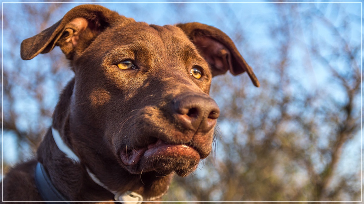 O związkach, psach i pieskach